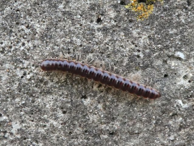 ムカデに似ている?ゲジゲジやヤスデの可能性も