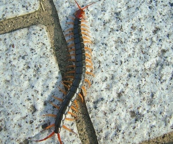 危害を与えるムカデってどんなのがいる？