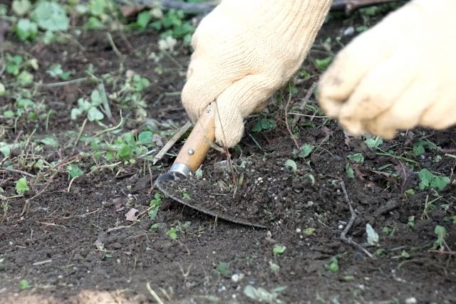 背の高い雑草は処分までが大変…。少しでも楽になる草刈グッズ7選！2