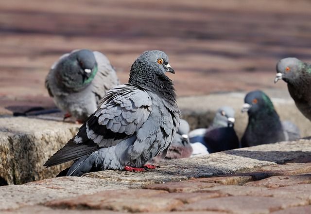 【鳩被害】かわいい見た目に騙されないで！鳩による病気、被害を対策
