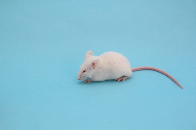 ネズミに噛まれると危険！「鼠咬症」とは