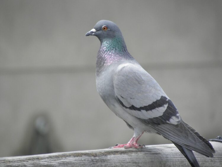 はと 鳩
