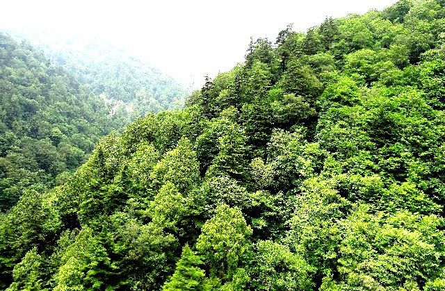 伐採の目的ってなに？自然破壊ではない本当の役割をご紹介