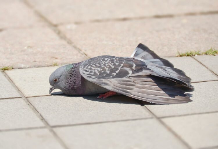 鳩を追い払うにはどうしたらよい？その手順と対策法