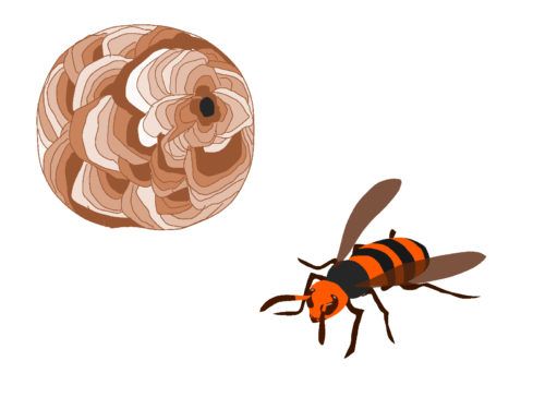 ❓蜂の巣ができやすい家ってどんな家❓ 蜂は個体ごとに作る場所が違う