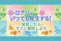 シロアリの活動時期は1年中｜特に活発な季節と駆除に適したタイミング