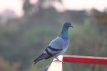 鳩は殺すことができない？鳥獣保護法に違反せず鳩を徹底駆除する方法