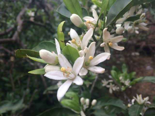 みかんを鉢植えで育てよう！家庭でおいしいみかんを育てる方法とコツ