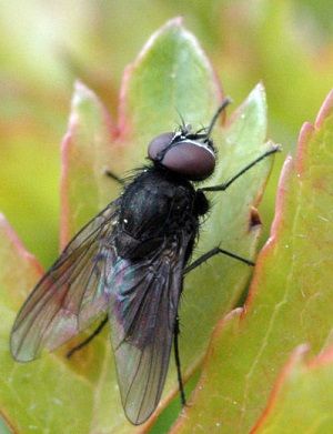 よく見るハエの種類や生体とは？ 　ヒメイエバエ