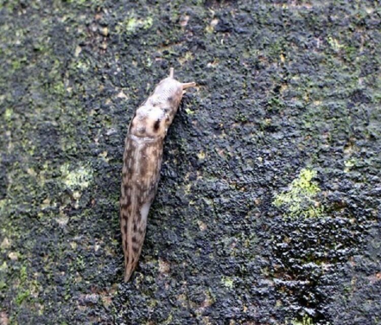 意外と知らないナメクジの生態　チャコウラ