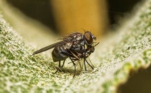 よく見るハエの種類や生体とは？ 　イエバエ