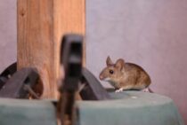 病原菌の固まり！～ねずみが原因の病気まとめ～被害や駆除対策も