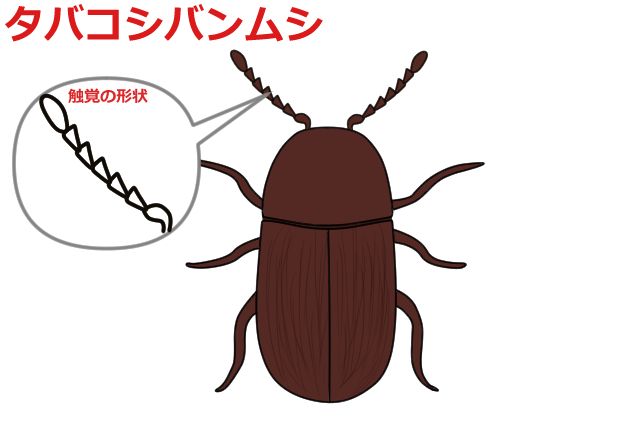 タバコシバンムシ