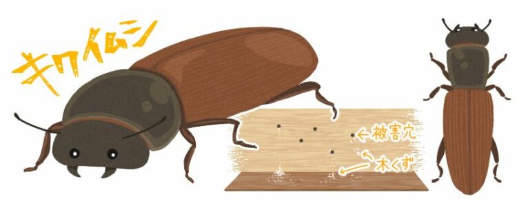 木を食べる虫の代表格「キクイムシ」の生態とは