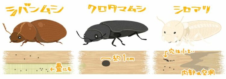 木材に発生する虫はキクイムシ以外にも！