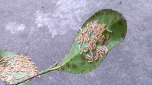 チャドクガってどんな虫?発生時期は年に2回