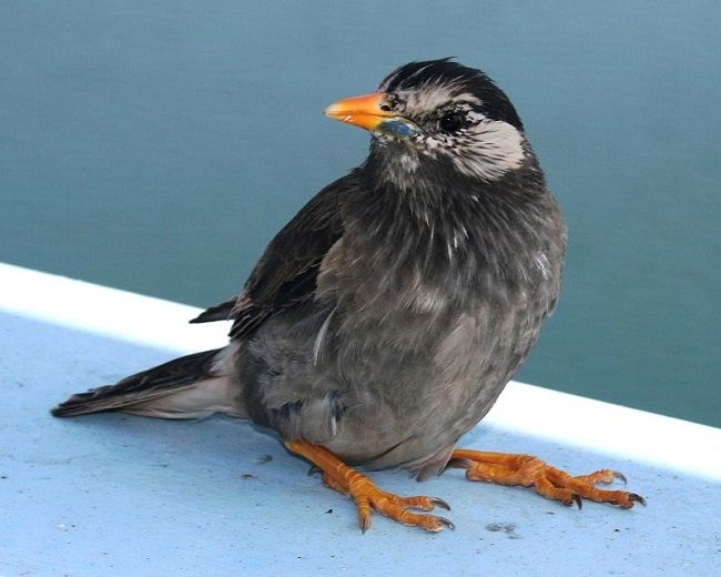 1. ムクドリは害鳥なのか？生体や特徴をご紹介