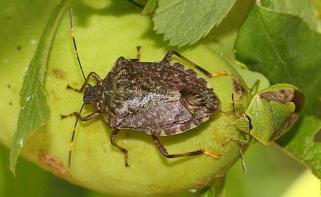 日本でよく見る代表的なカメムシ
