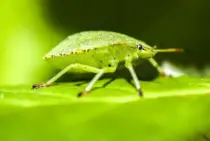カメムシの駆除で臭いを出させない方法5選！防止策も合わせてご紹介