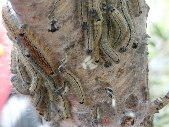 チャドクガの「毒針毛」に注意