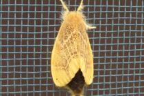 激しい痒みが！チャドクガの毒によって引き起こる症状について