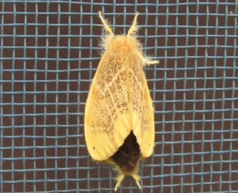 激しい痒みが！チャドクガの毒によって引き起こる症状について