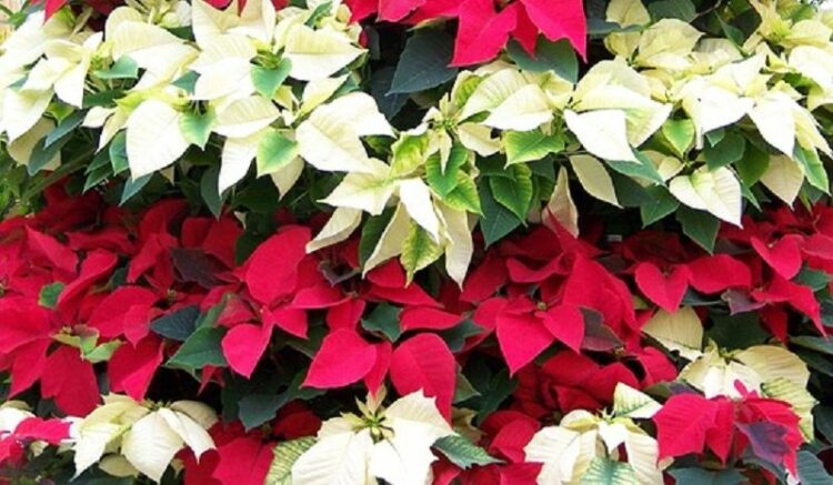 クリスマスを盛り上げるポインセチアを白く咲かせる。短日処理のコツ