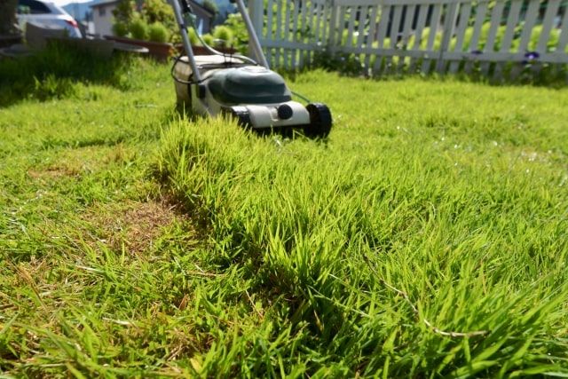 オーバーシードの実施方法
