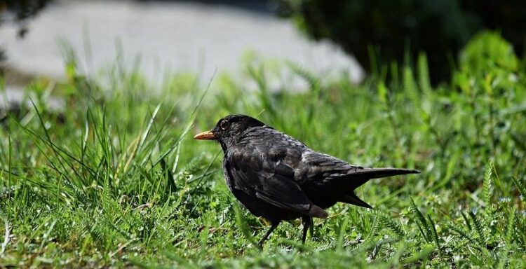 ムクドリはもう益鳥じゃない?早めのムクドリ対策と駆除方法をご紹介