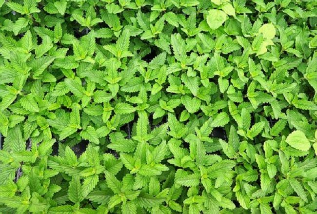 コウモリが苦手なものを利用して家を守る方法