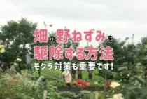 いますぐ野ネズミを駆除したい！畑を守るための効果的なネズミよけ対策