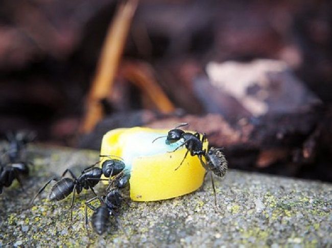 羽アリって人を噛むの？