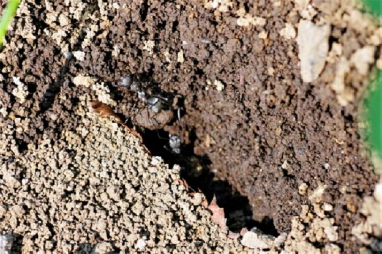 蟻よけはこれで完璧！身近なところから行う蟻の追い出し方