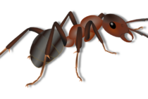 『最強の蟻』とは…？種類が豊富な蟻の中でも脅威の蟻をご紹介！