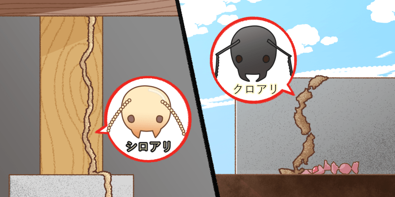 シロアリとクロアリの蟻道の違い