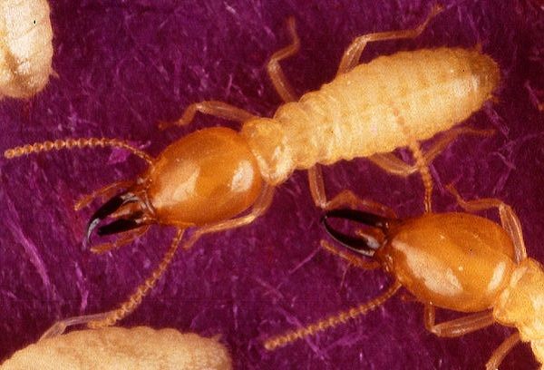 シロアリとクロアリの蟻道の違い