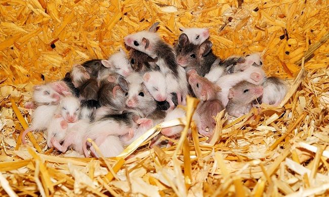 ネズミの巣