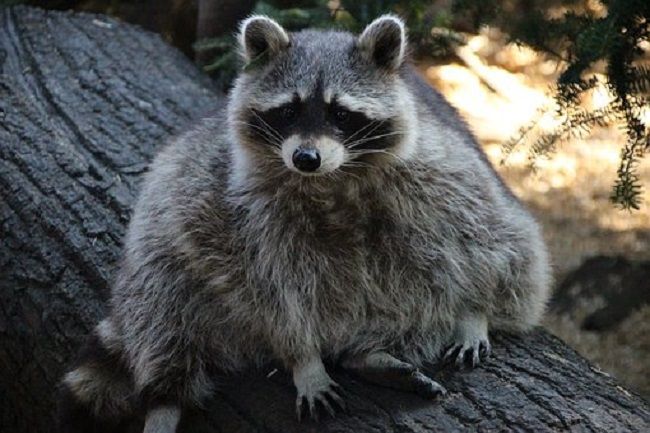 タヌキ？アライグマ？ハクビシン？東京で見かける動物とは？