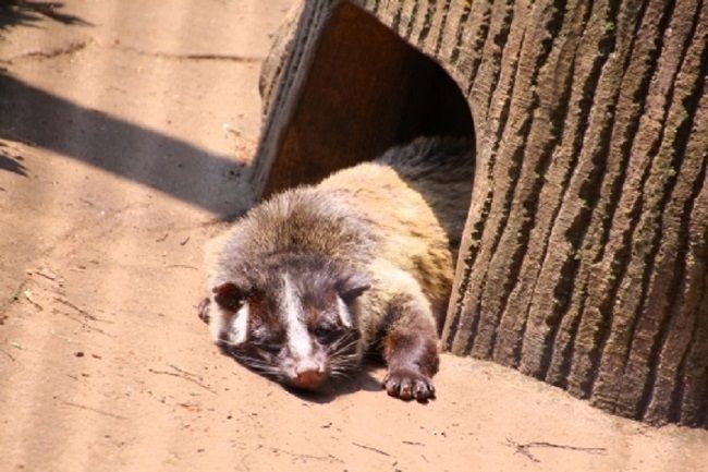 ハクビシンの食害対策