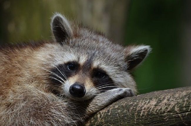 アライグマが餌を洗うのは本当？