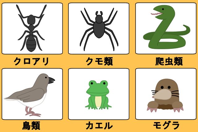 シロアリの天敵となる代表的な生き物6選