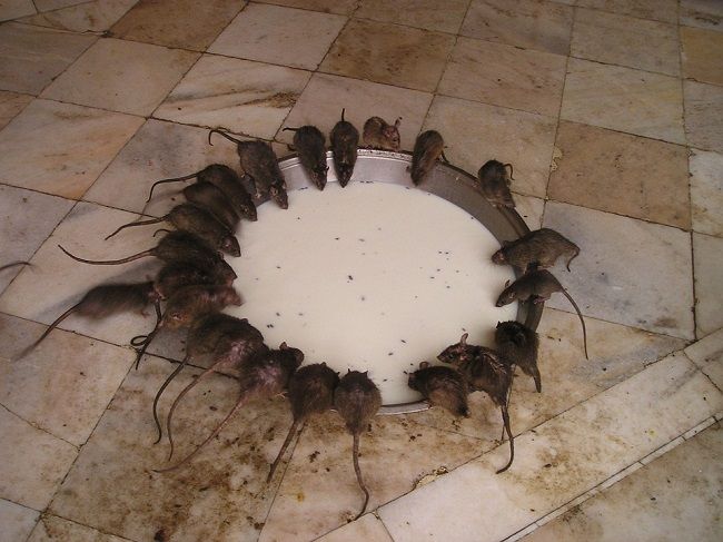 アパートにねずみが発生したら誰が駆除するの？