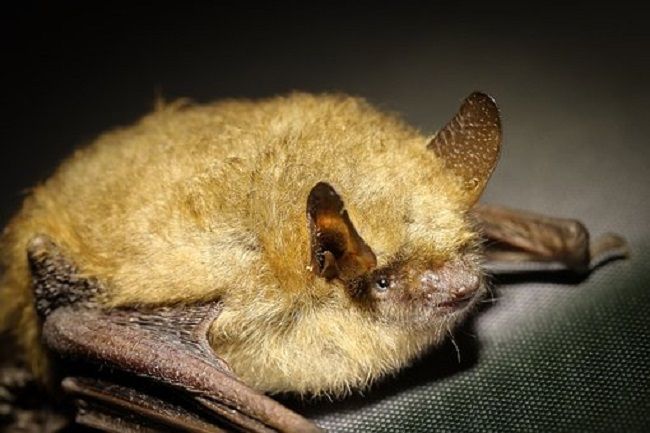コウモリを追い出した後は掃除・除菌を忘れずに！