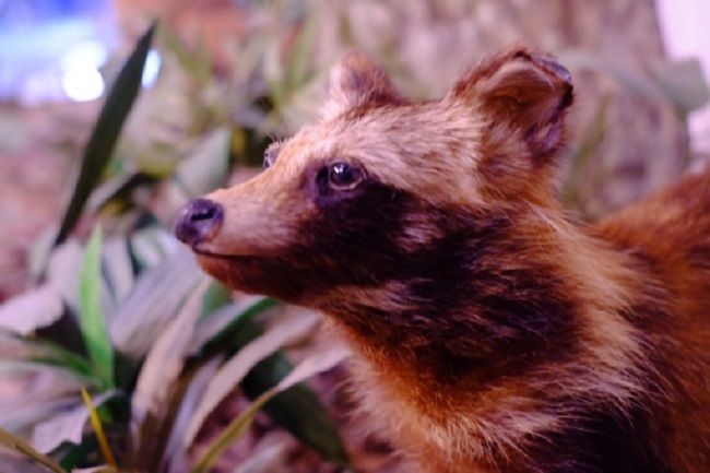 タヌキ？アライグマ？ハクビシン？東京で見かける動物とは？