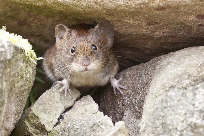 ネズミの行動範囲