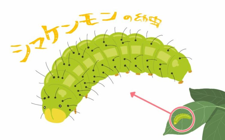 シマトネリコを狙うハマキムシには特に要注意