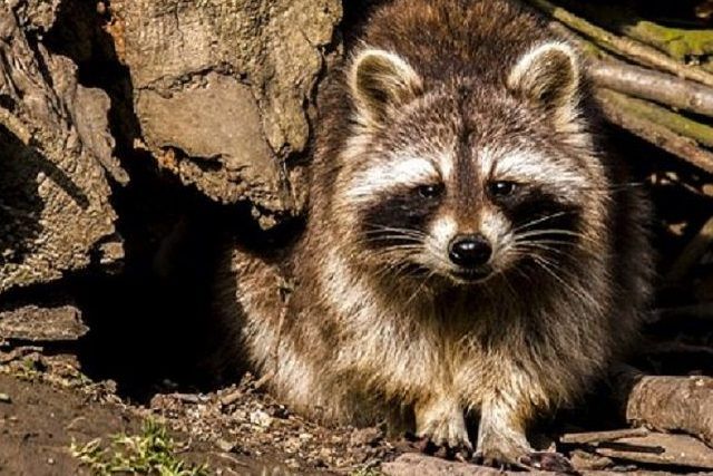 外来種で駆除が必要な動物をご紹介