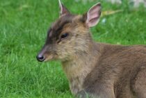 キョンの鳴き声は犬みたい？キョンの生態と深刻な被害、駆除対策とは