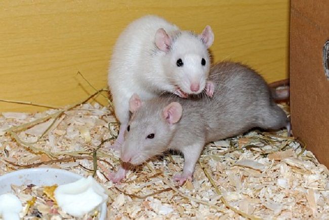 ヒトがねずみの臭いに悩まされることも