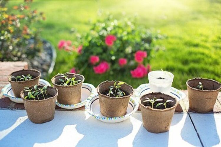 ハモグリバエが葉っぱを食べる?青虫じゃない!駆除と予防方法